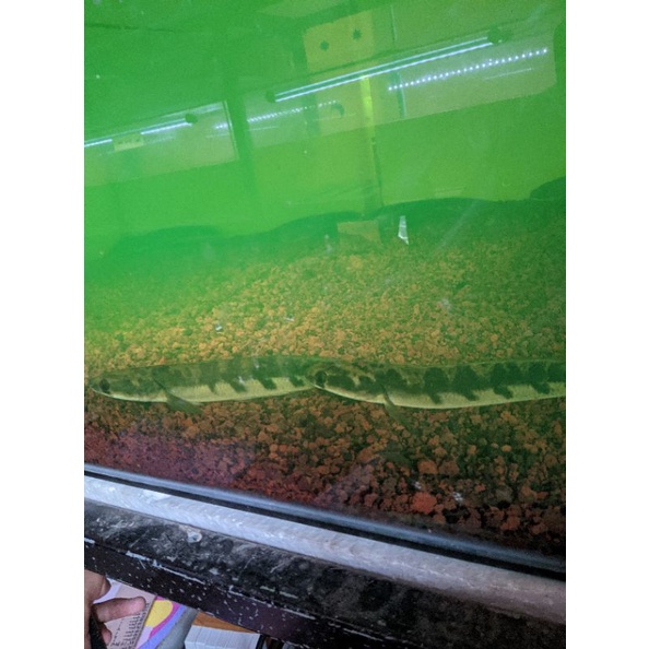 CHANA YS MARU CABUNG BANYAK 9-20CM (GARANSI 100%)