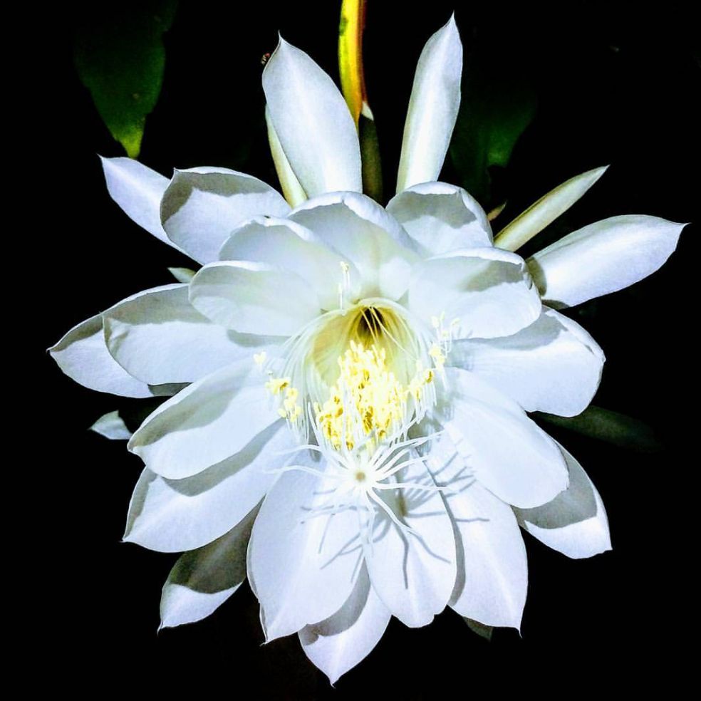 tanaman gantung wijaya kusuma bunga putih / tanaman hias wijaya kusuma / wijaya kusuma bunha putih