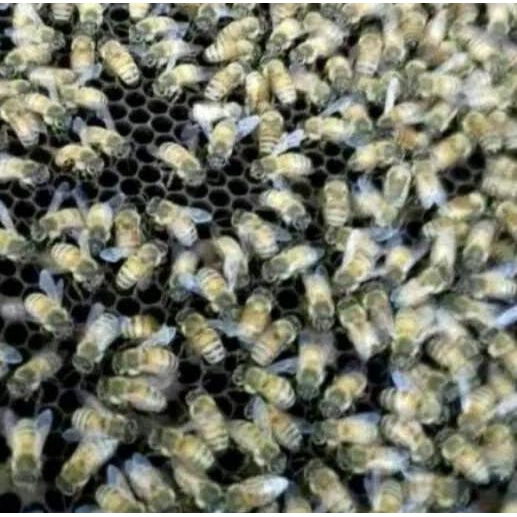 

GRATIS ONGKIR✅Madu hutan liar Kalimantan 1kg|KD1