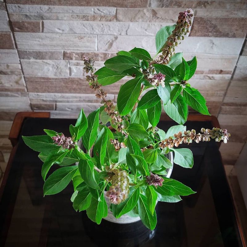 Tanaman herbal Kemangi Thailand / thai basil / káu-chàn-thah