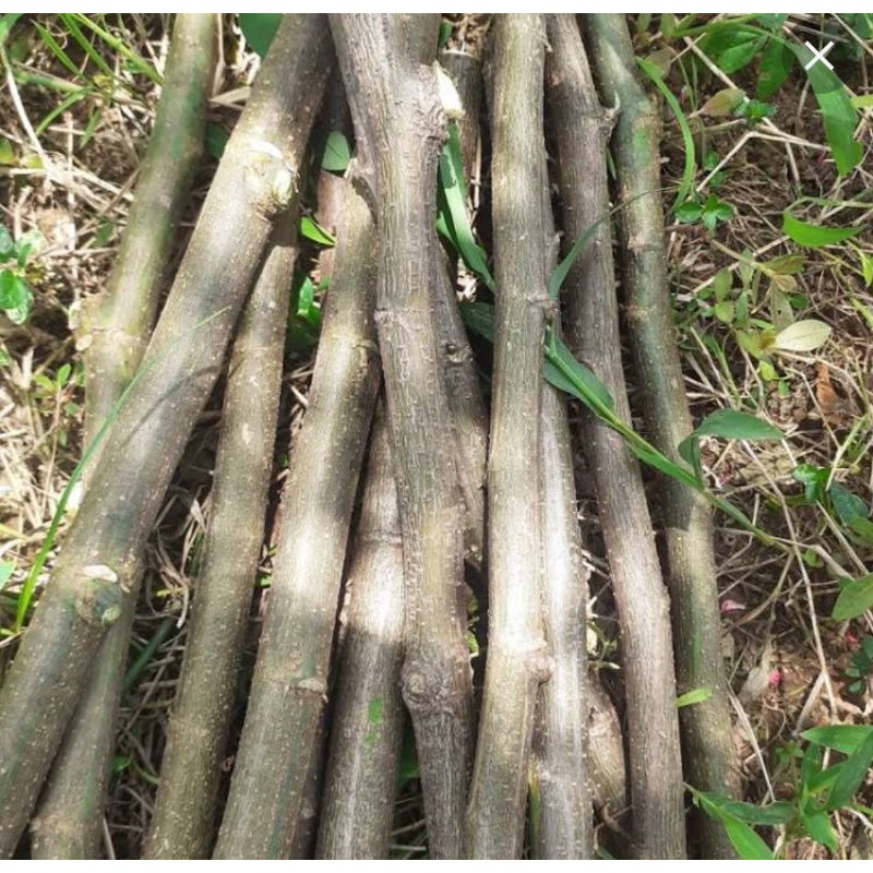 stek batang indigofera