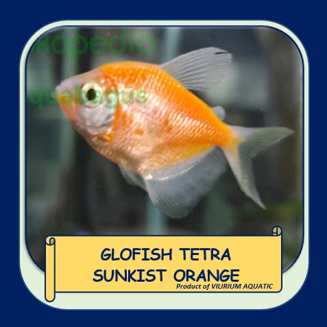 IKAN HIAS AIR TAWAR - GLOFISH TETRA SUNKIST ORANGE (±2cm)