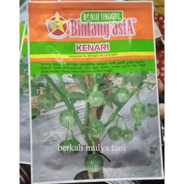 Benih terong lalap KENARI 10gram