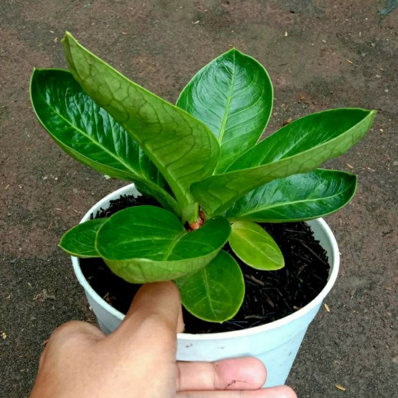 JEMANI | ANTHURIUM | SANSEIVERA  | AGLAONEMA | KAKTUS | ADENIUM | PUPUK MURAH | PUPUK PERTANIAN