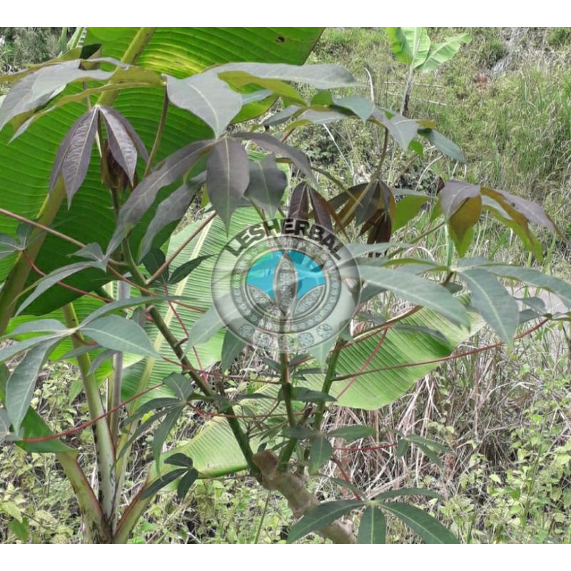 daun singkong racun/singkong genderuwo segar 500gram