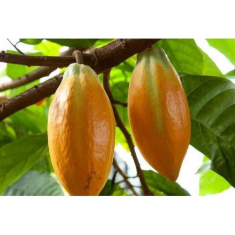 

buah coklat atau koko
