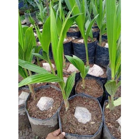 BIBIT KELAPA HIBRIDA SUPER GENJAH