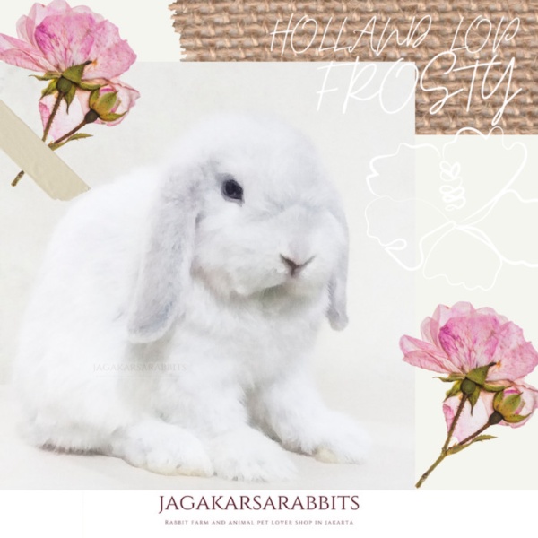 Unik last stok kelinci Holland Lop Frosty 26SZ2 Diskon