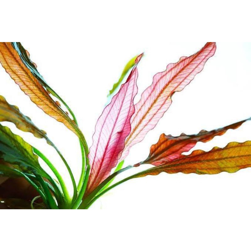 Echinodorus Red Special Tanaman Aquascape
