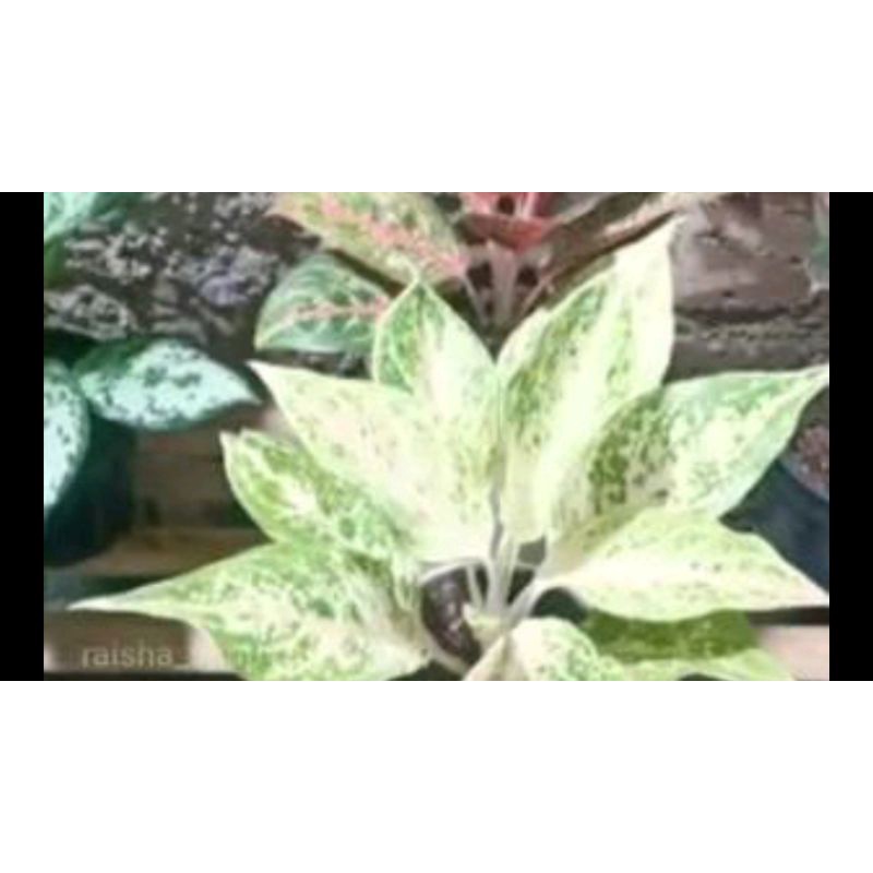 aglonema paket lelang oleng