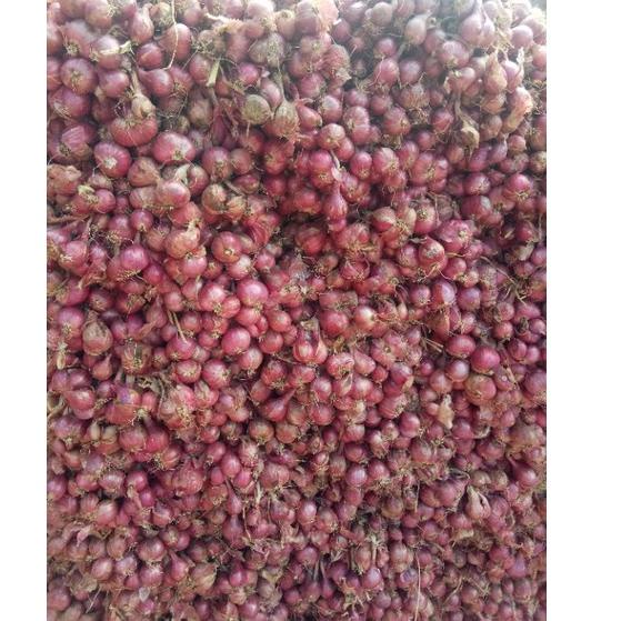 

Baru.. Bawang merah 1kg Tanggung Besar, asli probolinggo,protolan,bersih tanpa daun SBP