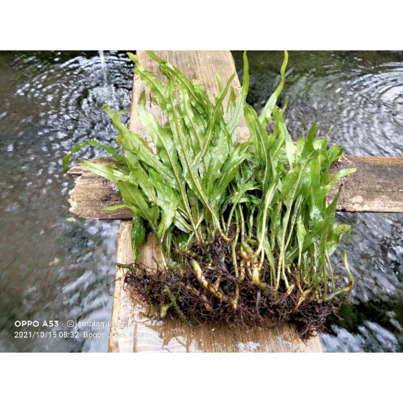 Kadaka Trident Per 10 Daun