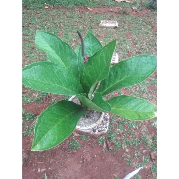 antorium jemani kobra besar