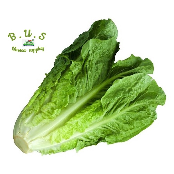 

Lettuce Romaine 1 Kg B.U.S
