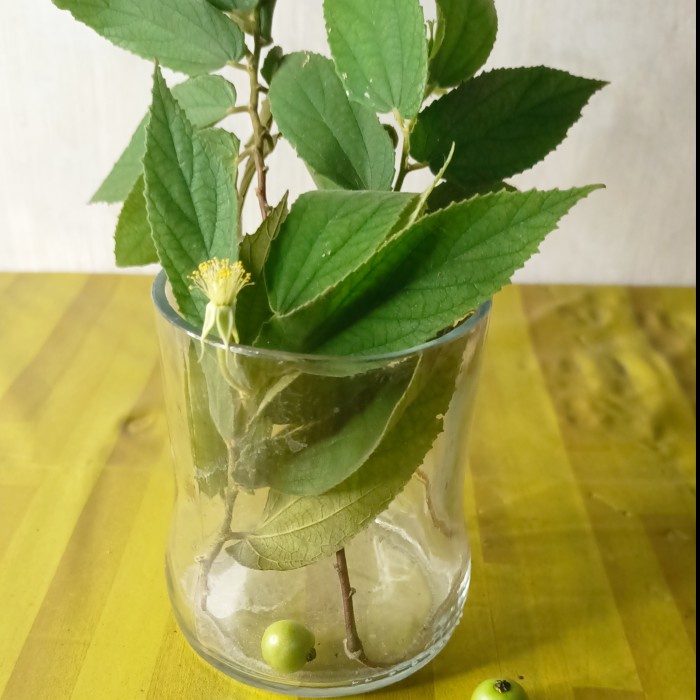 

Daun Kersen Fresh Hijau Segar 1 Kg Organik Tanpa Bahan Kimia Pure