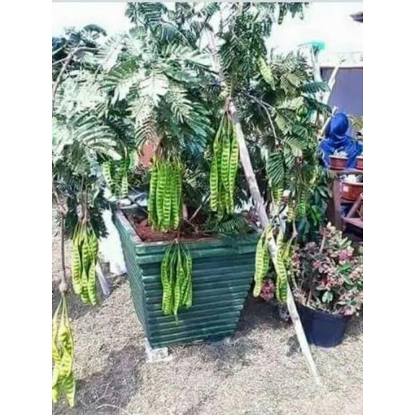 BIBIT PETAI JUMBO SUPER GENJAH BERKUALITAS