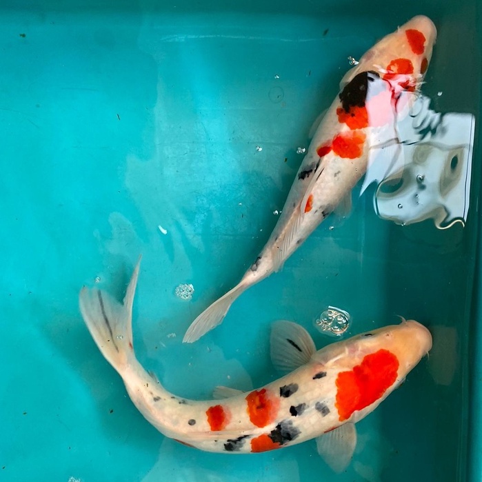 IKAN KOI SANKEI Blitar 41-45cm Grade A+