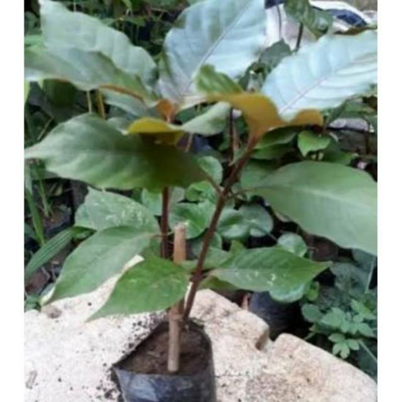 bibit daun ungu / bibit daun wungu / wasir / ambeien /tanaman herbal daun ungu
