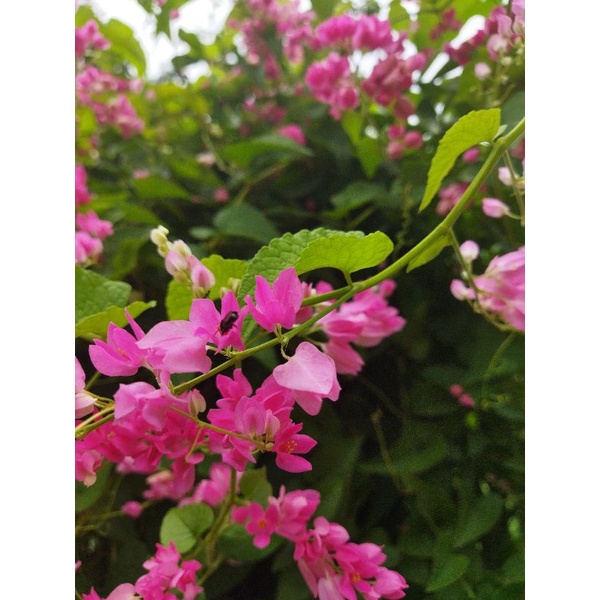 Biji bunga air mata pengantin (AMP)