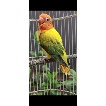 Lovebird biola euwing/PF//RF