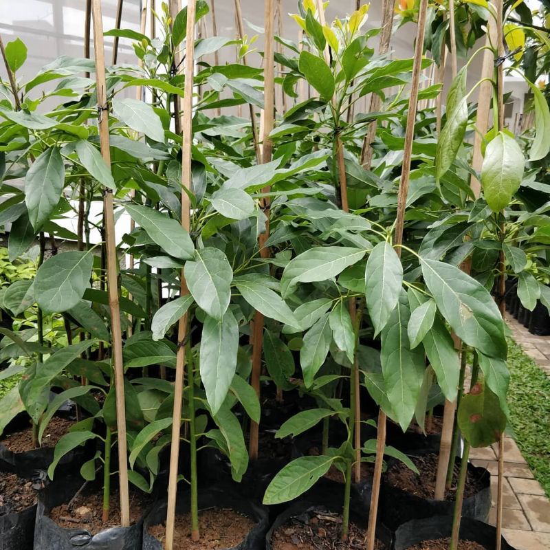Pohon Alpukat Kendil Batang Besar Siap Berbuah
