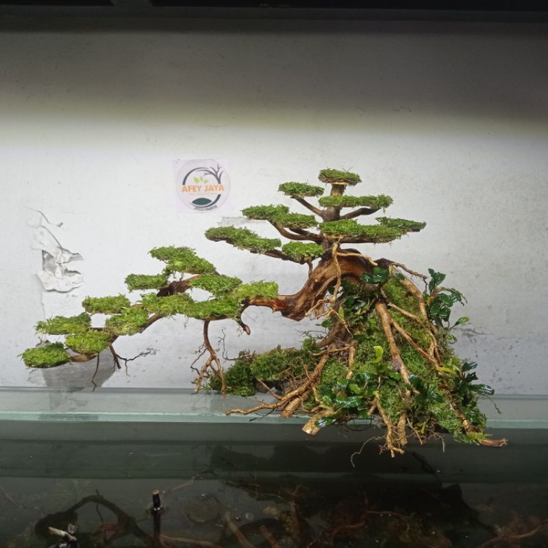 Jual bonsai aquascape / aquarium unik dan cantik Shopee Indonesia
