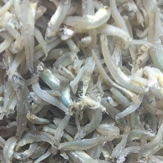 

SALE✅Teri buntiau tauge Medan ,berat 500 gram|KD3