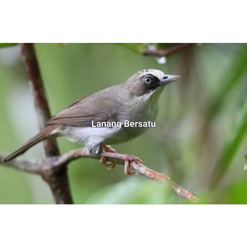 BURUNG OPYOR PARUH TEBAL