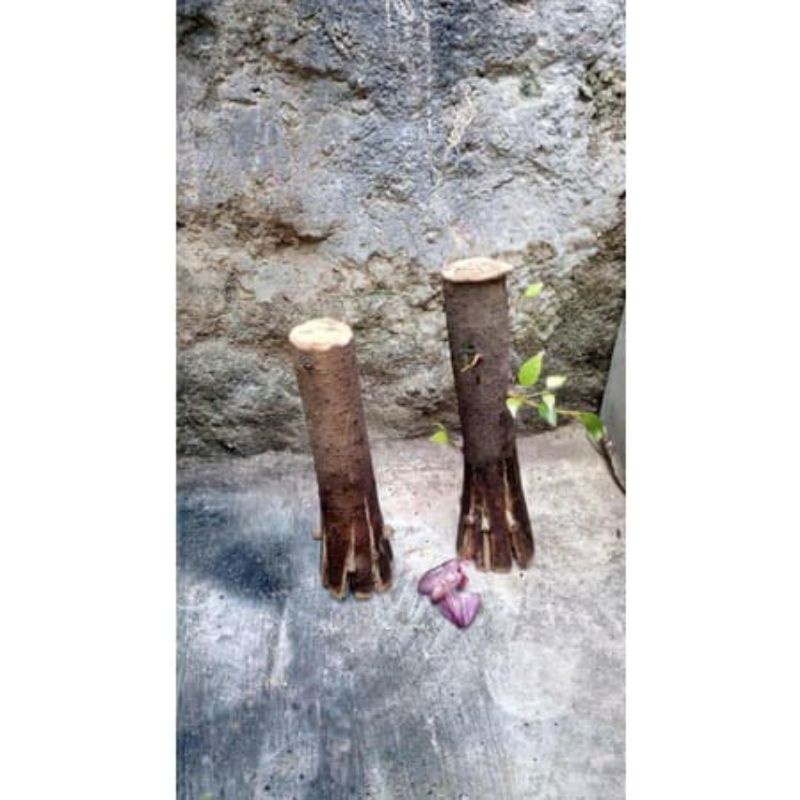 stek/cutting bahan bonsai beringin iprik/pecah batang fress/2 biji