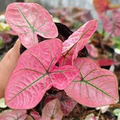 Tanaman hias Caladium arini menari hybrid premium langka