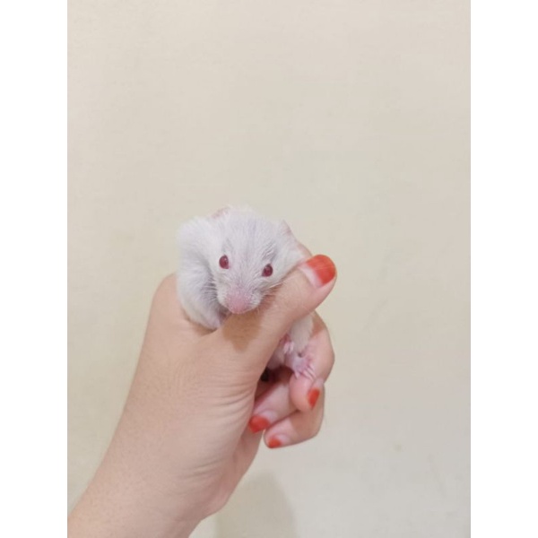 Syrian Hamster Jinak, lucu, Gembul || Hamster Pekanbaru