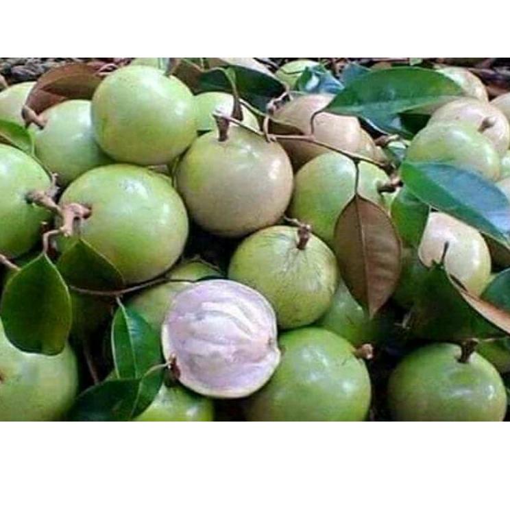 XIWY BUAH KENITU /apel susu/ sawo hijau /sawo ijo/maneccu(1kg) bwdh303