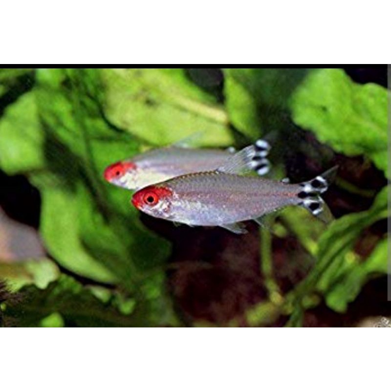 Ikan Aquascape Red Nose Tetra