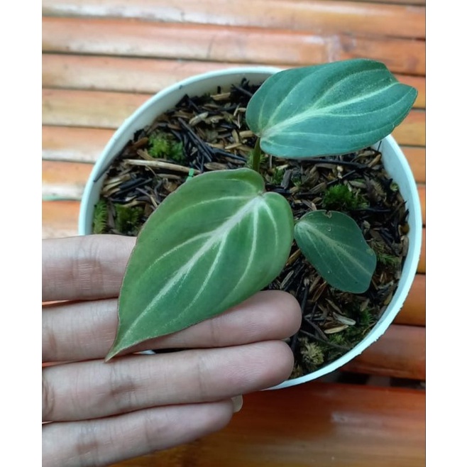 philodendron gloriosum white vein