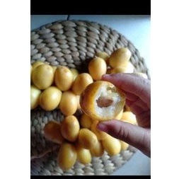 

kurma muda pre order
