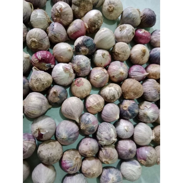 

BAWANG LANANG | BAWANG LANANG TUNGGAL IMPORT | BAWANG LANANG IMPORT IMPORT