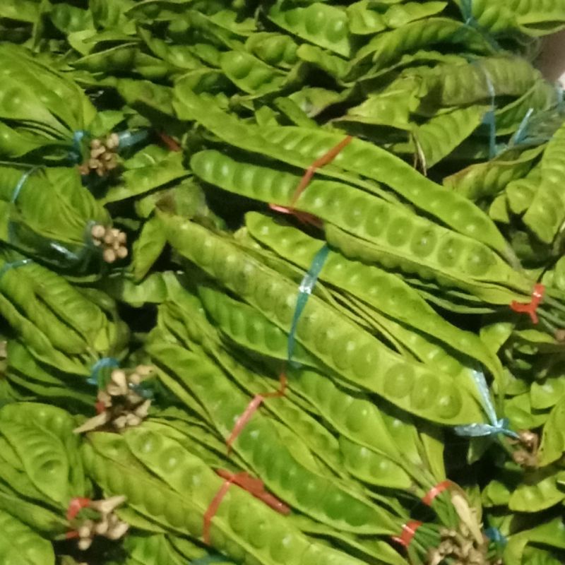 

petai