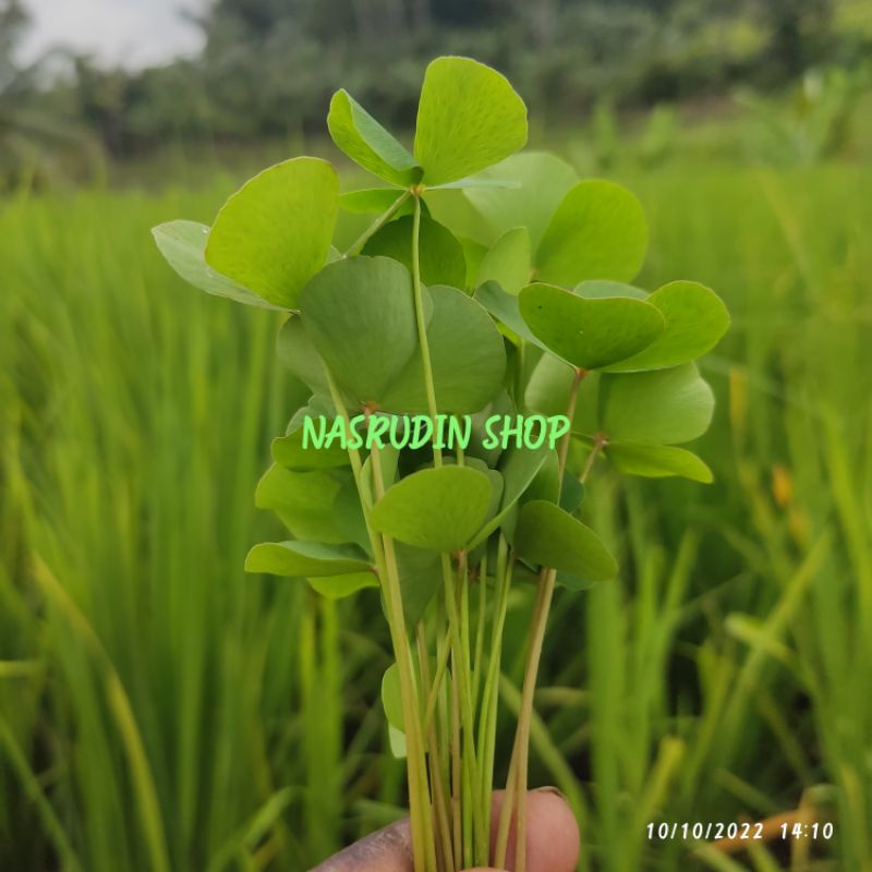 

DAUN SEMANGGI SAWAH 200 LEMBAR SEGAR KUSUS DAUN LANGSUNG PETIK