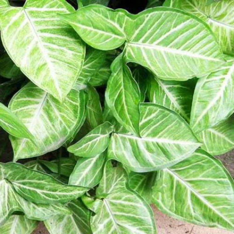 PAKET 5 BIBIT TANAMAN KELADI TIKUS