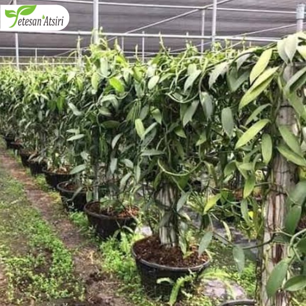 50ml minyak atsiri vanilla murni tanpa campuran vanilla vanila vanili pure essential oil therapeutic grade aromatherapy aromaterapi aromaterapy oil burner 50 ml