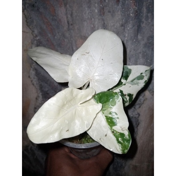 Alocasia Sente Varigata