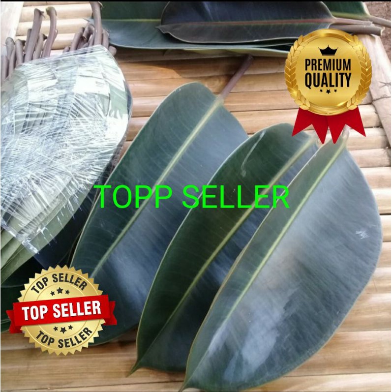 

DAUN KARET KEBO FRESH ORGANIK 1000 GRAM
