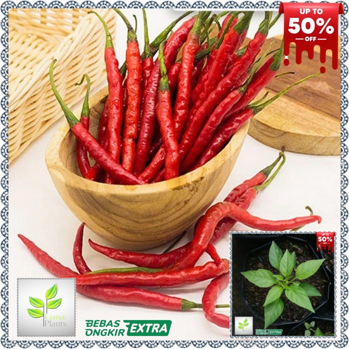 bibit tanaman cabai merah keriting - bibit cabe merah keriting