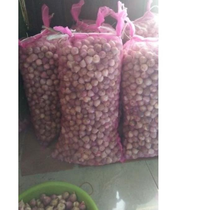 

limited Edition✔️(1KG) Bawang Putih Lanang Tunggal Bawang Lanang Impor|SQ8