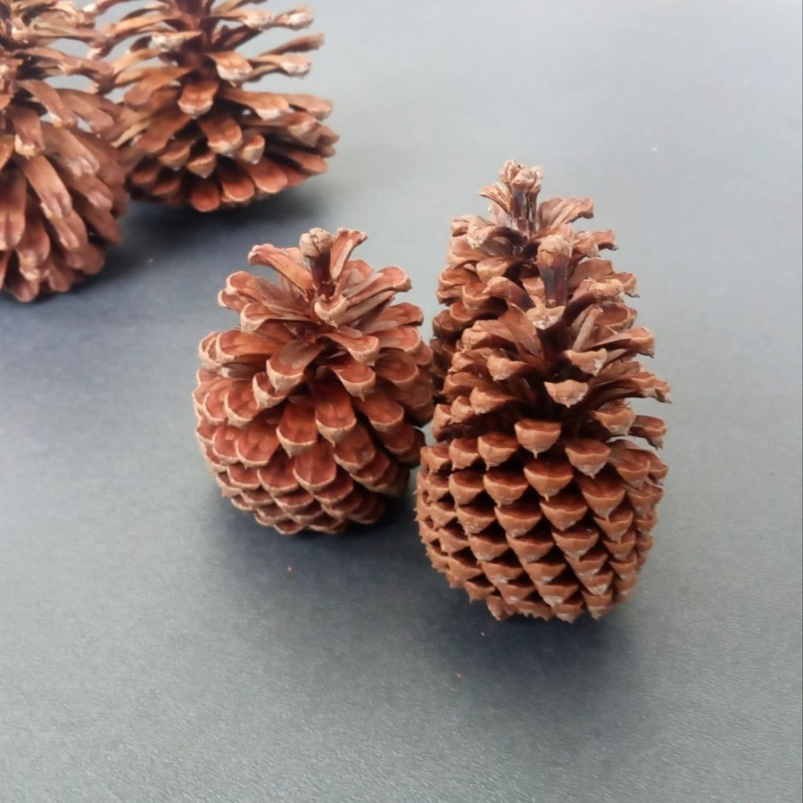 Bunga Pinus Kering SATUAN Pine Cone Ukuran RANDOM Bahan Kerajinan Tangan Hiasan Bunga Kering Bahan Rustic Alami Biji Pinus Kering Hiasan Mahar Parcel Hampers Bentuk Ukuran Campur Accessories Aksesoris Gift Kado Hias Craft Crafting Grosir Prakarya Malang