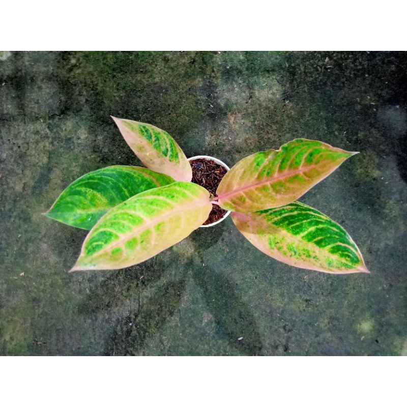 aglonema tembaga greg