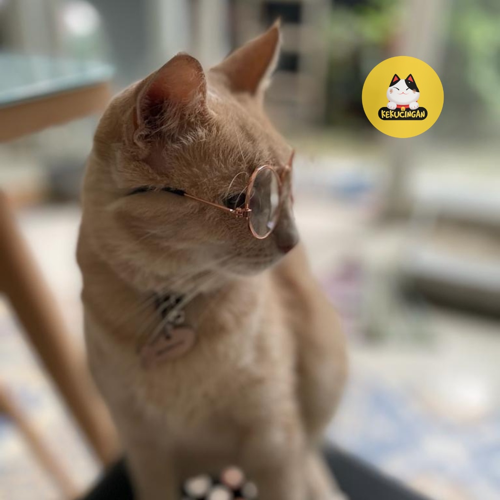 Kacamata Kucing dan Kacamata Anjing Kecil Props Foto Lucu