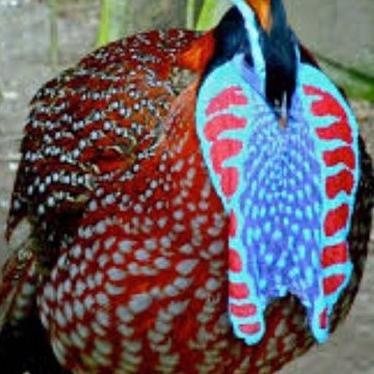 

✨ telur ayam hias tragonpan Pheasant !!!
