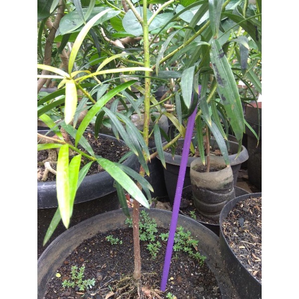 bibit lohansung pucuk merah