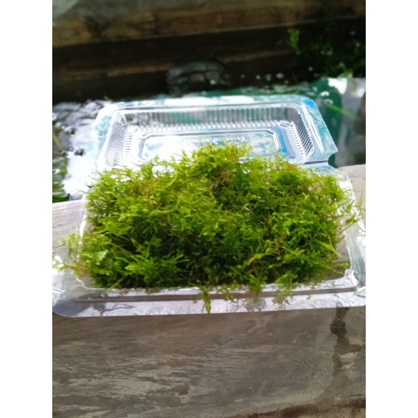 moss mini christmas tanaman aquascape per mica